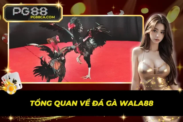 Hướng dẫn chơi Đá Gà Wala88 cơ bản